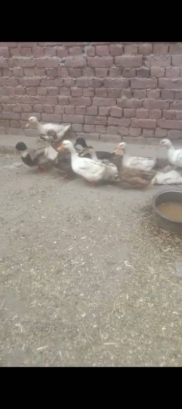 Desi Ducks for sale 2