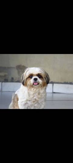 Shihtzu male for sale