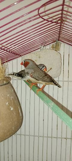 breeder pair with eggs