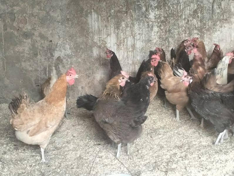 Dassii Golden misri  egg laying hens for sale 0