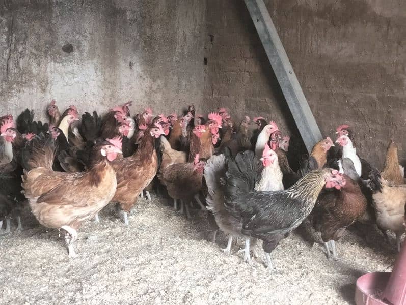 Dassii Golden misri  egg laying hens for sale 1