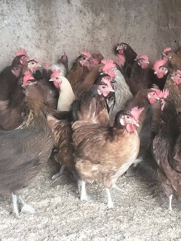 Dassii Golden misri  egg laying hens for sale 2