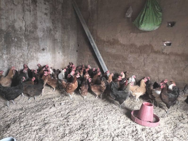 Dassii Golden misri  egg laying hens for sale 3