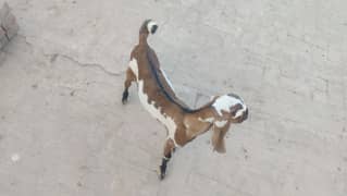 Bakra for sale