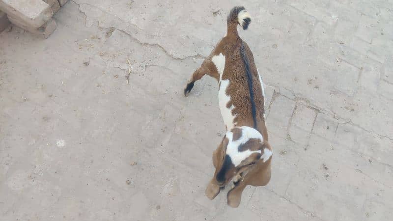 Bakra for sale 1