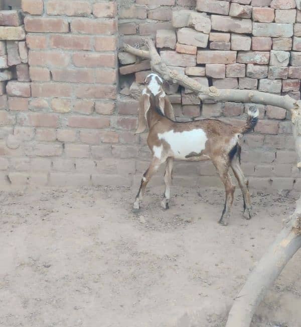 Bakra for sale 2