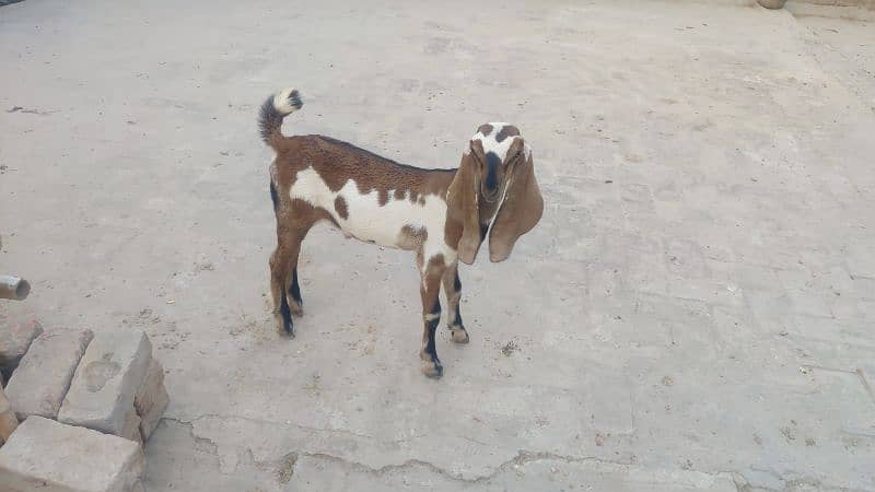 Bakra for sale 3