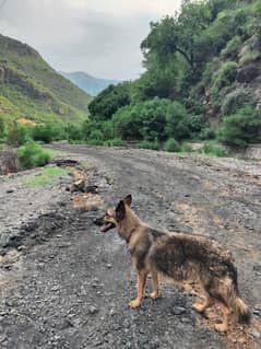 Pure Old German shepherd