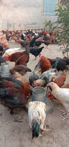 Golden Misri | Hens | Murgiya | مرغیاں | Chicks | for sale