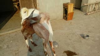 Sendhi bakra