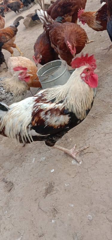 Golden Misri | Hens | Murgiya | مرغیاں | Chicks | for sale 1