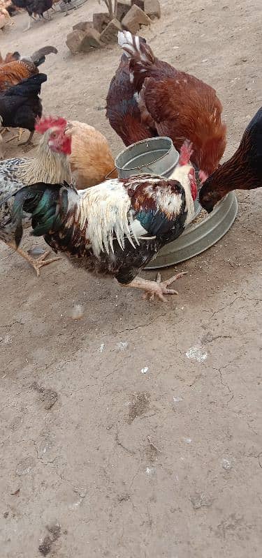 Golden Misri | Hens | Murgiya | مرغیاں | Chicks | for sale 2