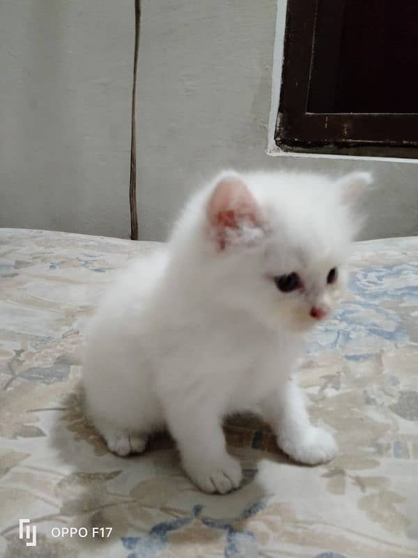 cat's for sale 2