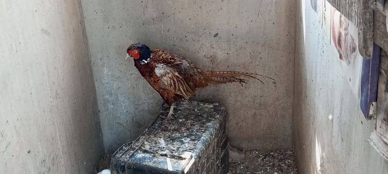 ring necked pheasant 0