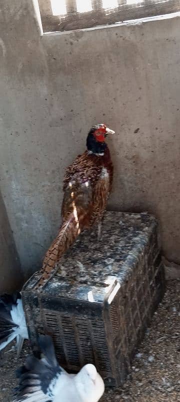 ring necked pheasant 2