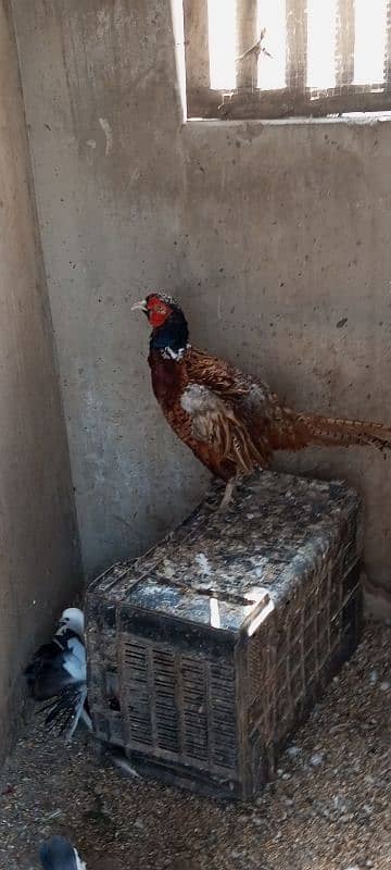 ring necked pheasant 3