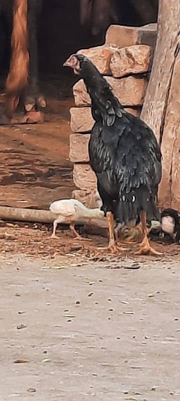 Aseel hen with chicks 2