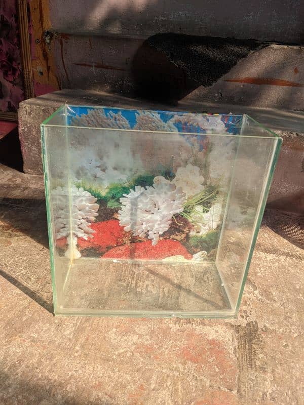 fish aquarium for sale 3