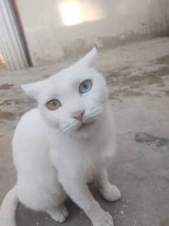 one year cat for sale cheap rate