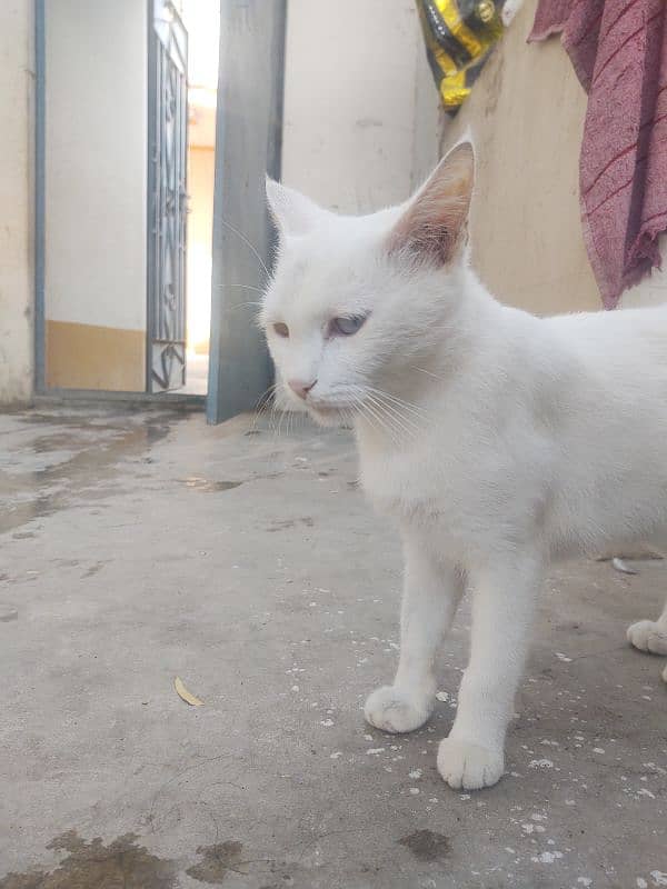 one year cat for sale cheap rate 3