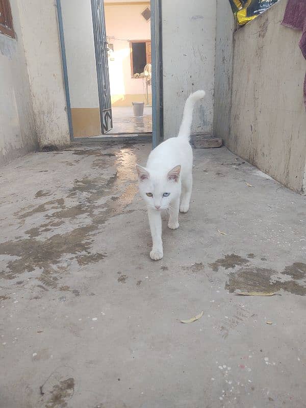 one year cat for sale cheap rate 4