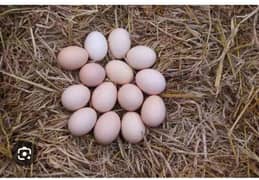 desi egg for sale 300 k 6 egg