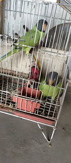 Parrot for sell male& female