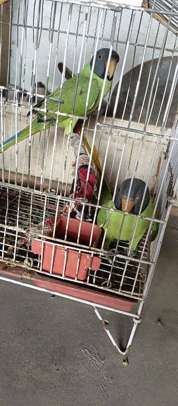 Parrot for sell male& female 0