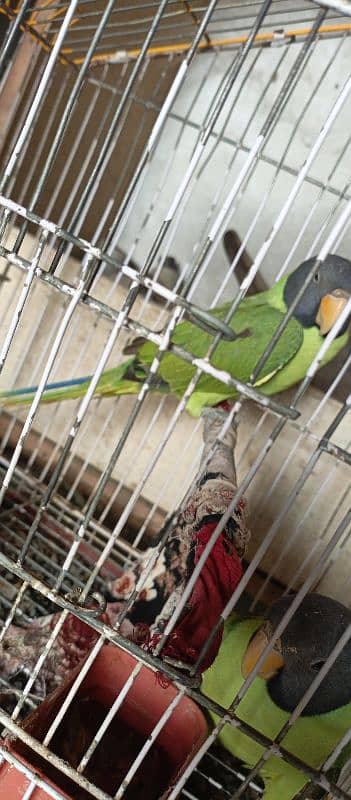 Parrot for sell male& female 1