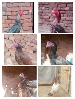 aseel birds 03030254322