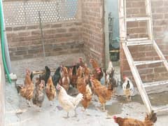 golden misri egg laying hens murgi murga