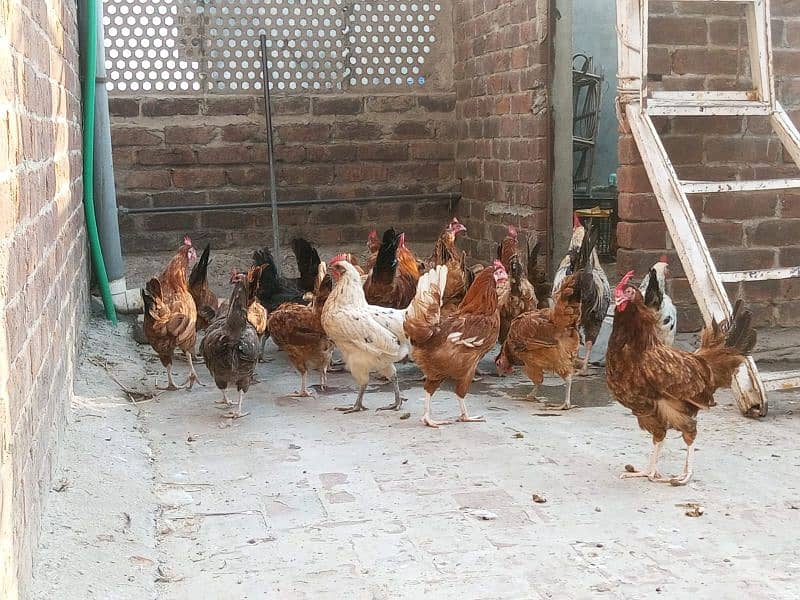 golden misri egg laying hens murgi murga 1