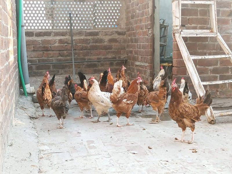 golden misri egg laying hens murgi murga 2