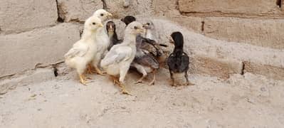 Aseel Chicks For Sale