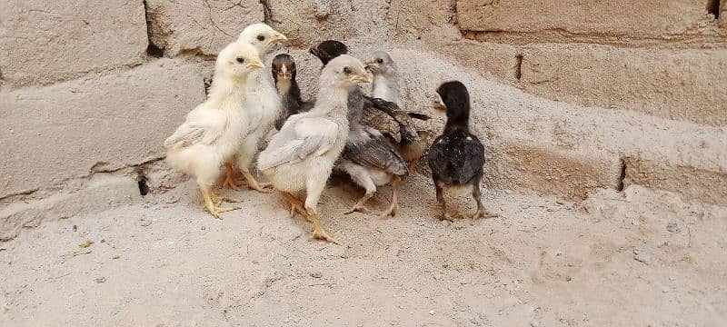 Aseel Chicks For Sale 0