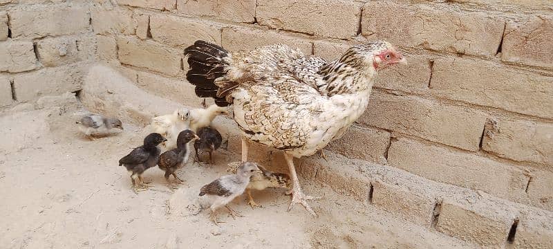 Aseel Chicks For Sale 1