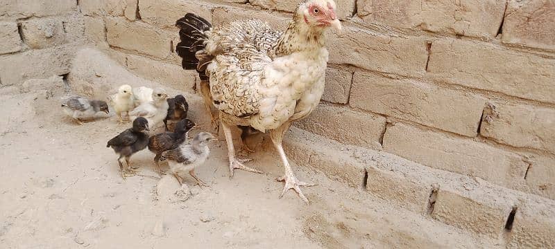 Aseel Chicks For Sale 3