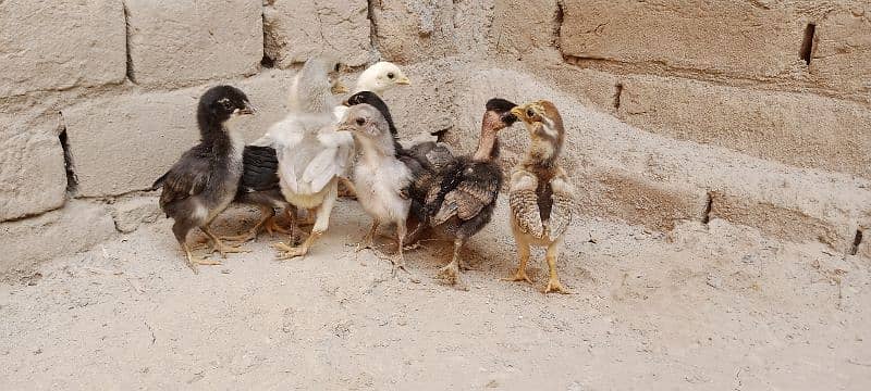 Aseel Chicks For Sale 4