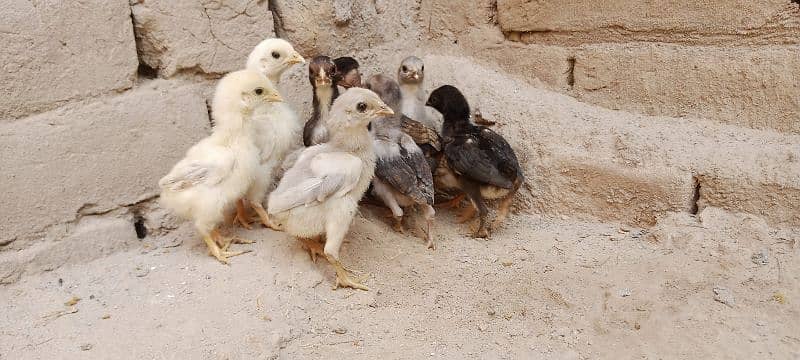 Aseel Chicks For Sale 7