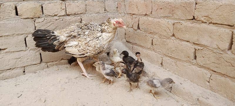 Aseel Chicks For Sale 8