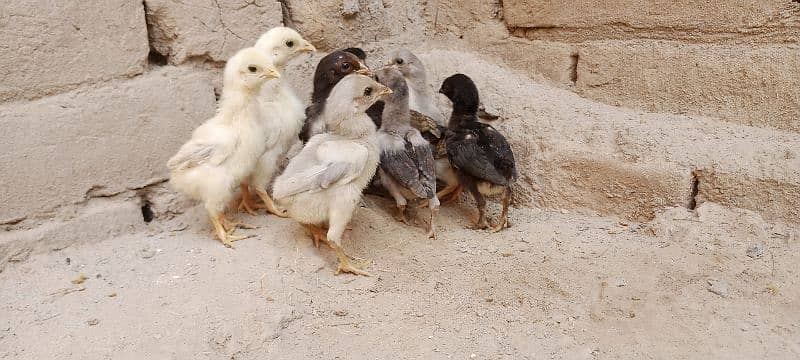 Aseel Chicks For Sale 9