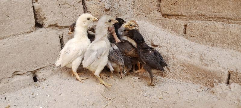 Aseel Chicks For Sale 10