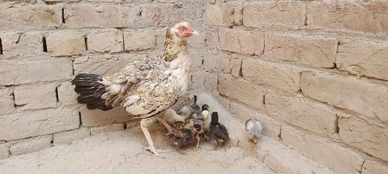 Aseel Chicks For Sale 11