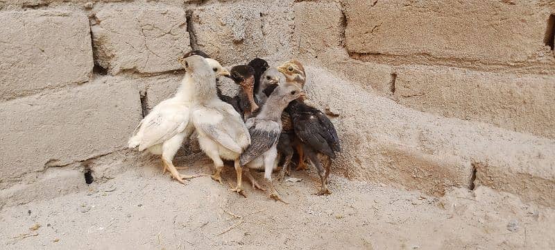 Aseel Chicks For Sale 12