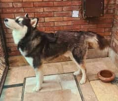 Siberian husky male available for sale 0