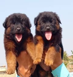 German shepherd double coated pair for sale