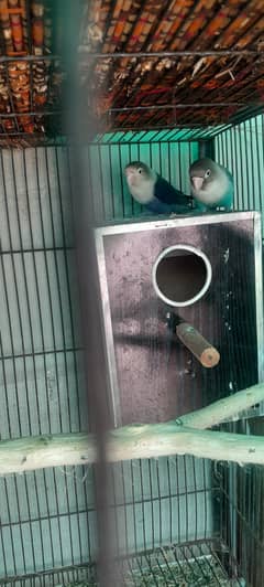 love bird & Cage with boxes 0