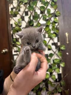 Scottish fold available