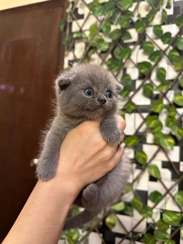 Scottish fold available 1