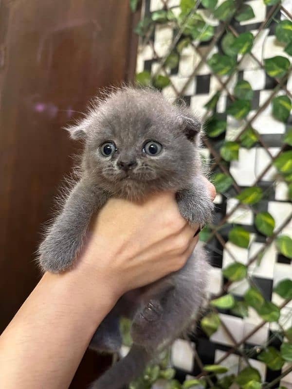 Scottish fold available 2